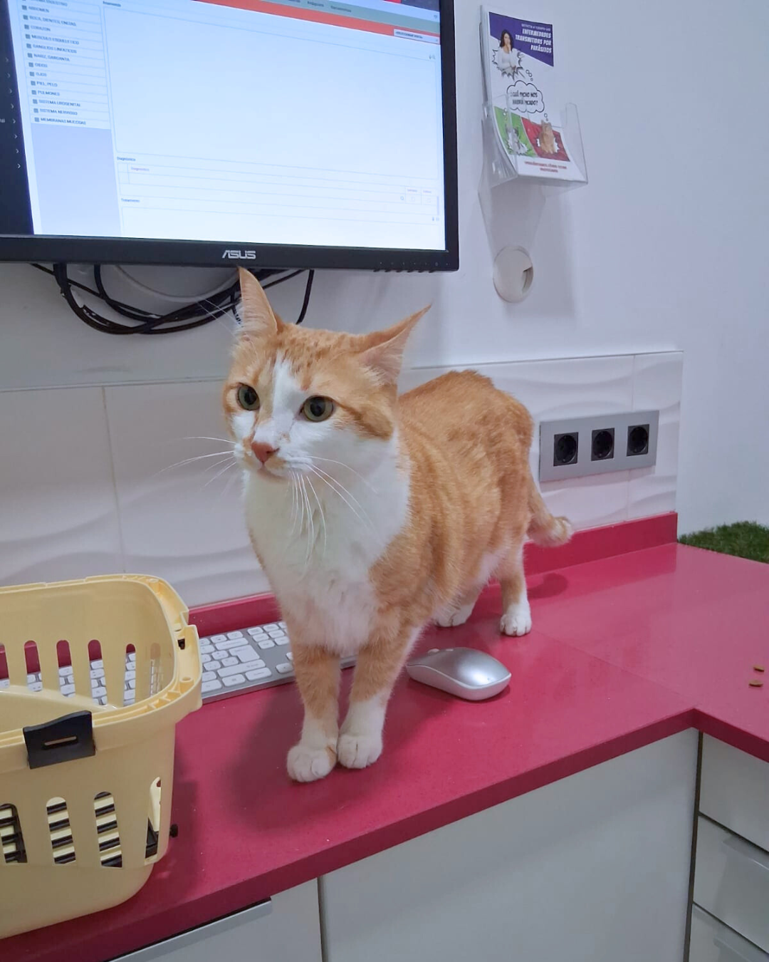 Remision de casos Veterinarios Gatos
