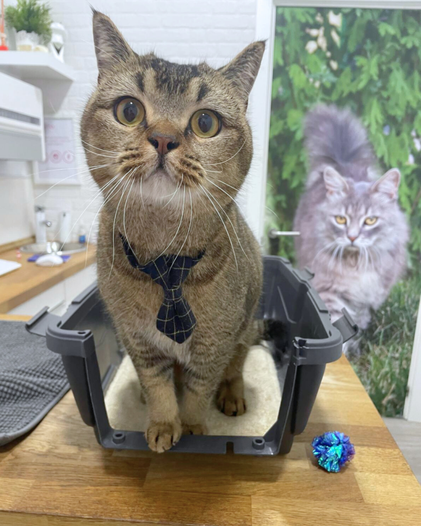 Remision de casos Veterinarios Gatos