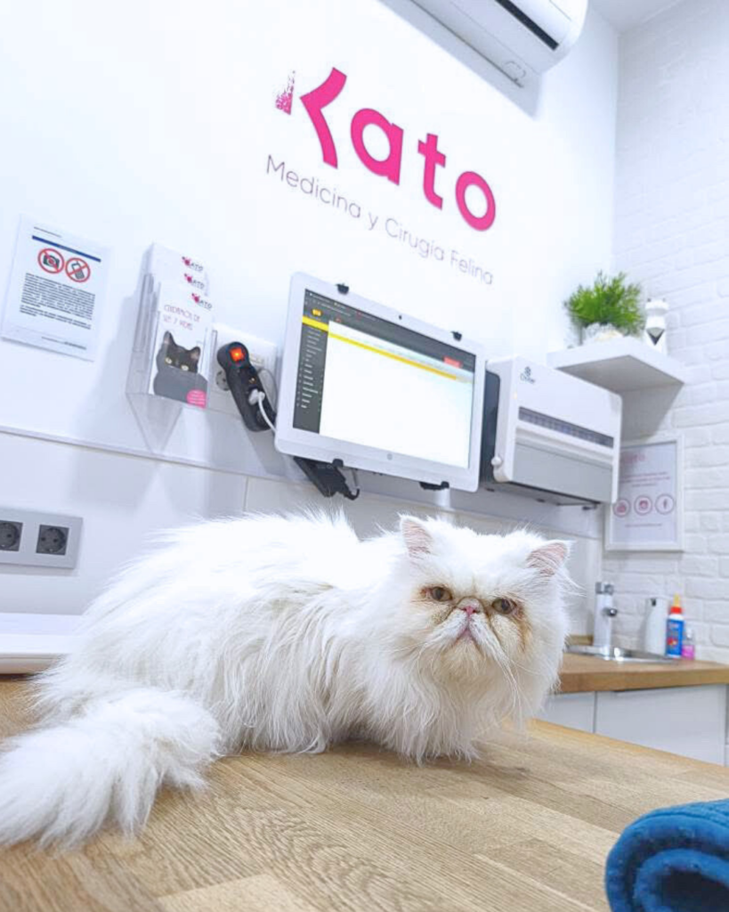 Remision de casos Veterinarios Gatos