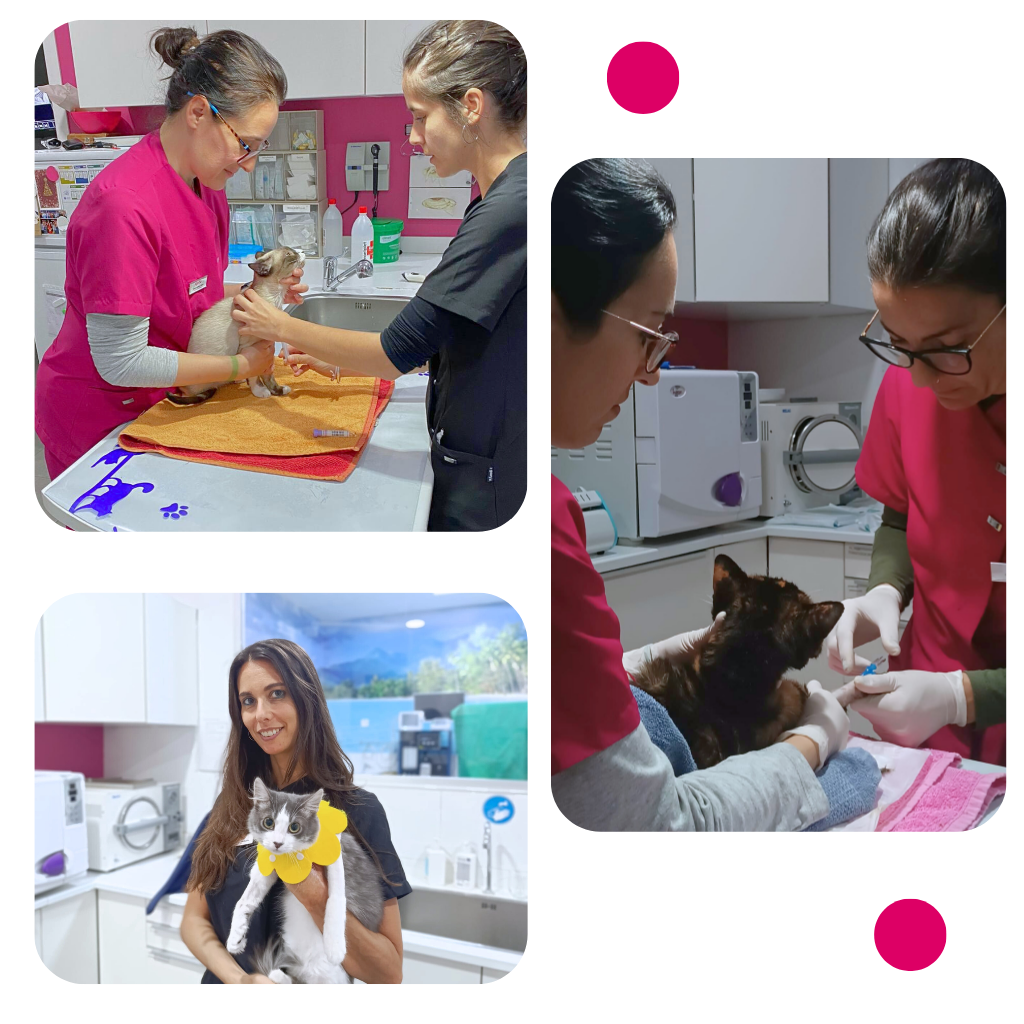 veterinario-gatos-sevilla Clinica Veterinario Gatos Sevilla