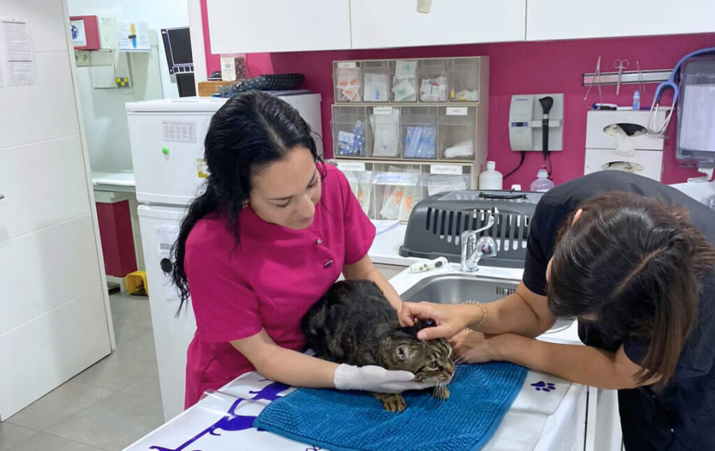 Equipo Veterinario Gatos Sevilla Equipo Veterinario Gatos Sevilla